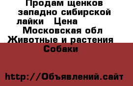 Продам щенков западно-сибирской лайки › Цена ­ 5 000 - Московская обл. Животные и растения » Собаки   